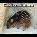 Smallest deer