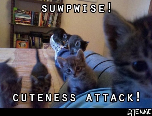 Cutness attack!! - meme