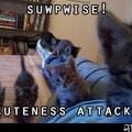 Cutness attack!!