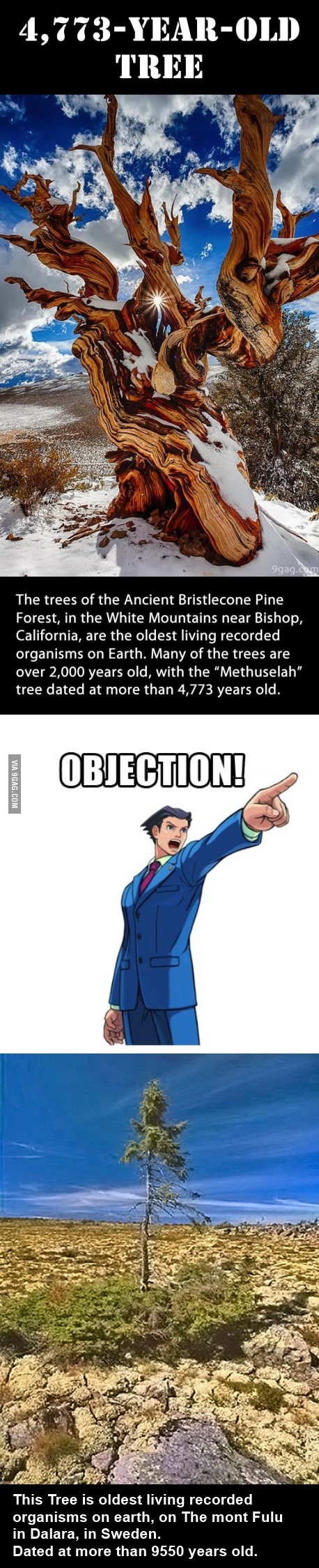 oldest tree - meme