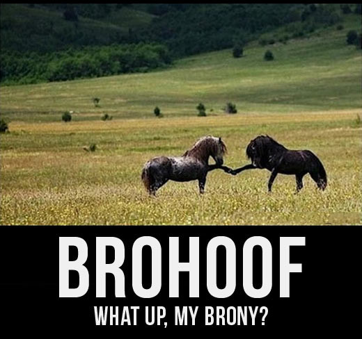 brohoof - meme