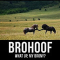 brohoof