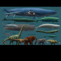 That blue whale is Fucking huge though 