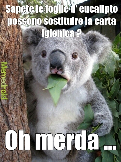 koala - meme