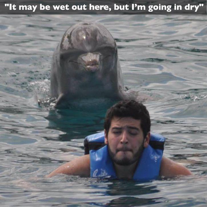 dolphin rape is real - meme