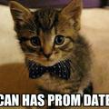 prom kitty:3