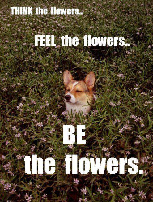 be the flowers - meme
