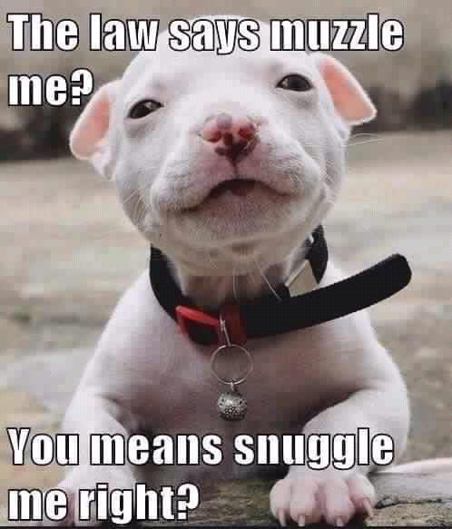 Snuggles are good - meme