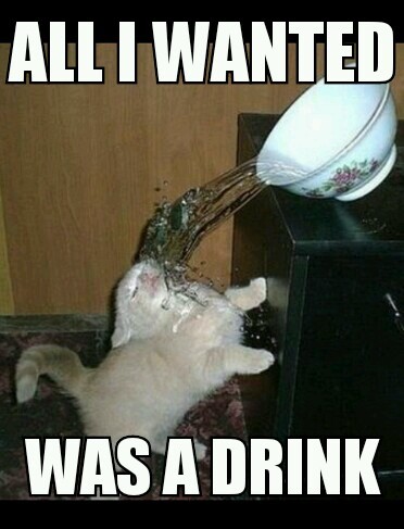 poor kitty - meme