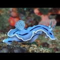 The rare blue sea slug :)