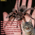 See? Spiders are cool.