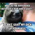 Rape sloth
