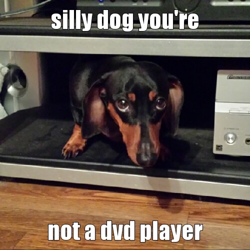 silly dog stands are for tvs - meme