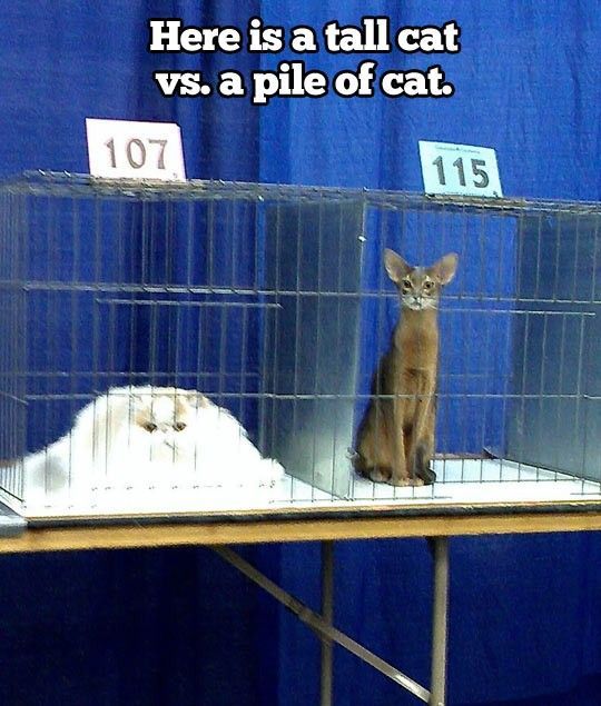 tall cat vs pile of cat - meme