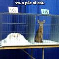 tall cat vs pile of cat