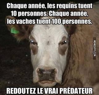 Attention... Vaches! - meme