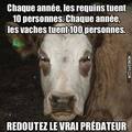 Attention... Vaches!