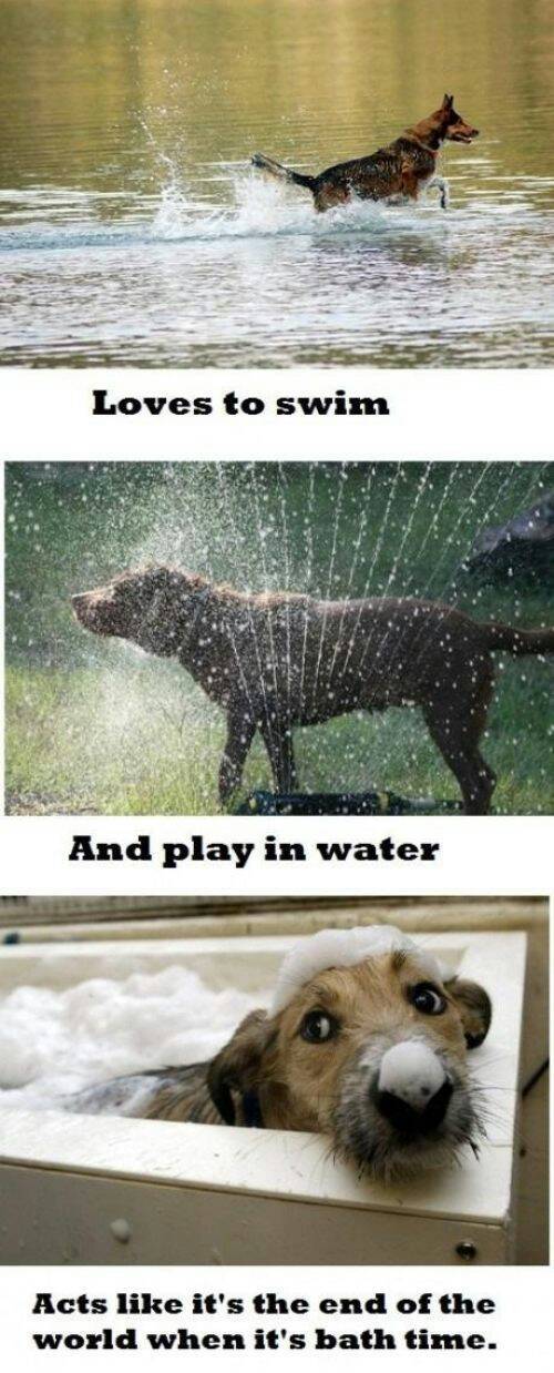 it's he'll washing the pups every time - meme