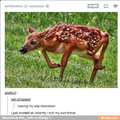 oh deer!