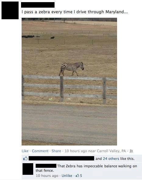 Zebras are naturals at fence walking - meme