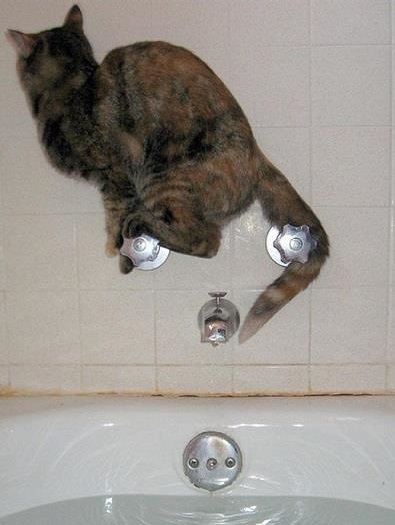 Bon, j'ai essayé de donner un bain à mon chat aujourd'hui ... pas moyen - meme