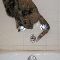 Bon, j'ai essayé de donner un bain à mon chat aujourd'hui ... pas moyen