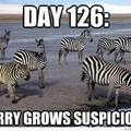Undercover Zebra XD