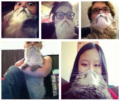 catbearding.  and you you'd seen everything stupid on the internet. cute and stupid. and they all look like grumpy old men. - meme