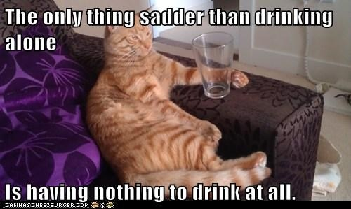 Drinking cat - meme