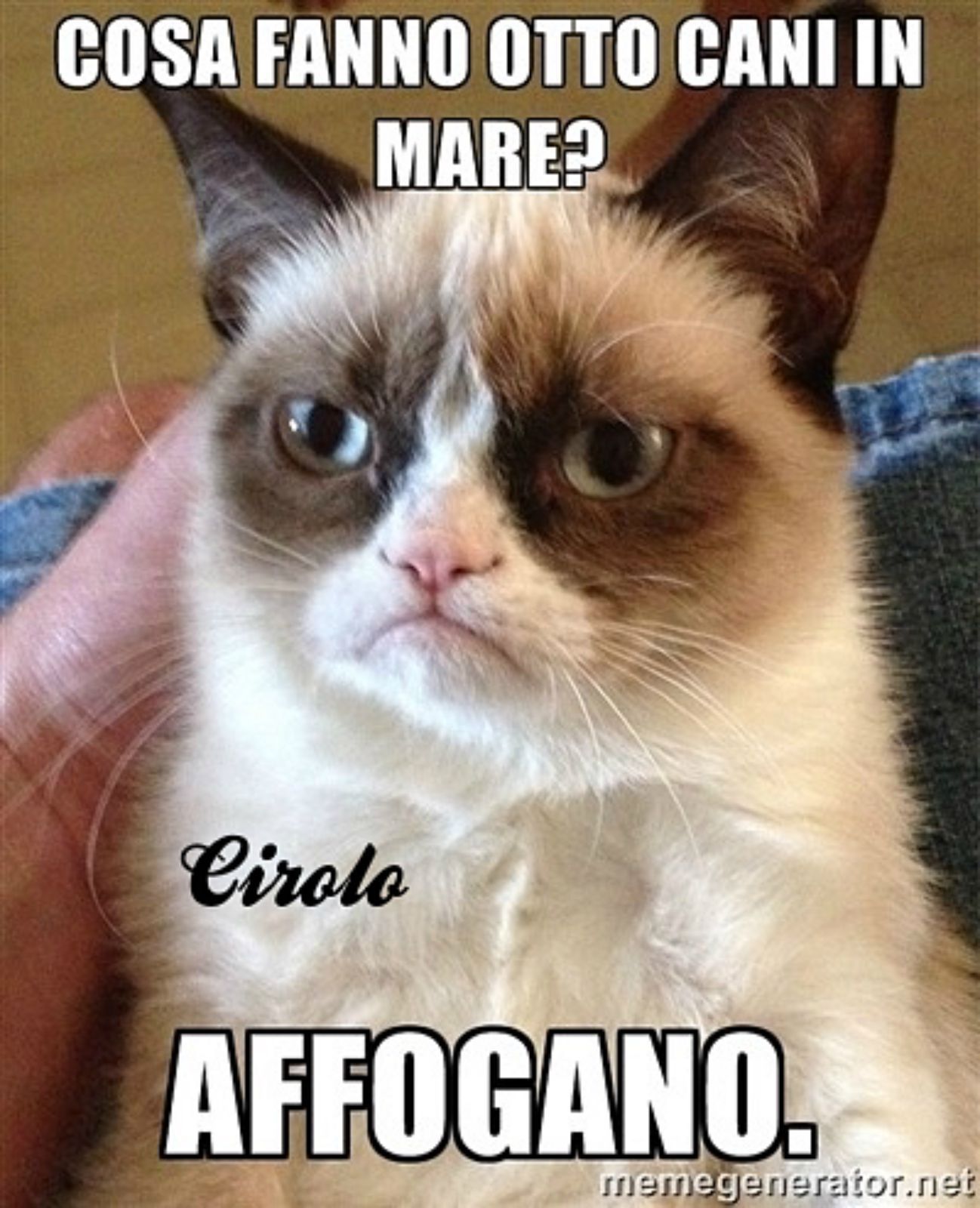 Cani e gatti. - meme