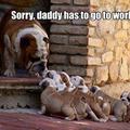 ;( cute puppys must say goodbye ;(
