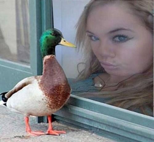 Lequel des deux a la meulleure duckface ? o/ - meme