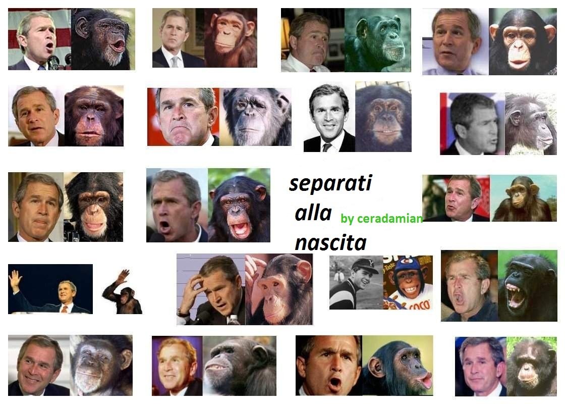 la scimmia e l'uomo - meme