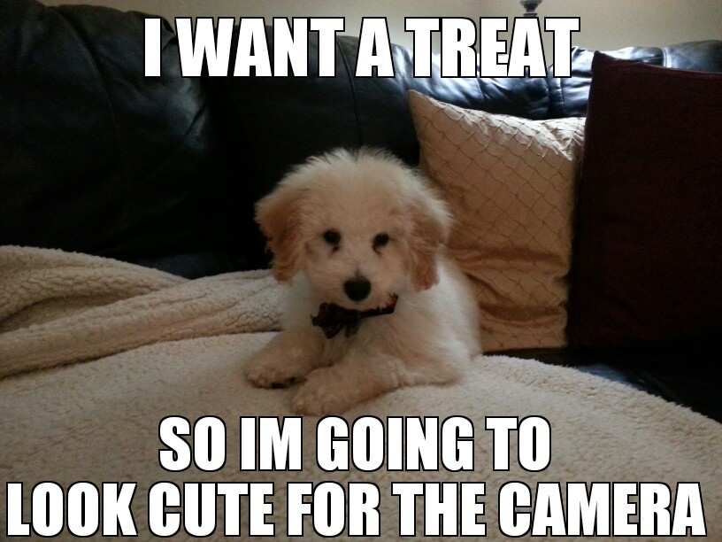 cute puppy - meme