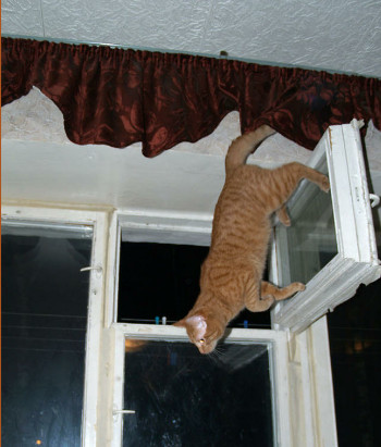 spider-cat. spider-cat. does whatever a spider-cat does - meme