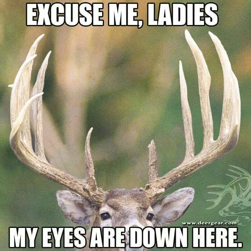 Doe, a deer, a female deer... - meme
