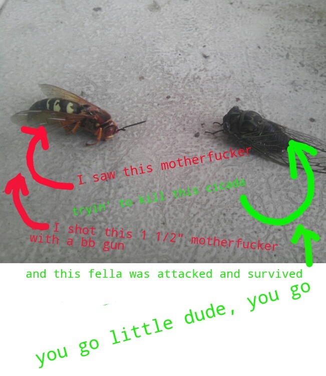 poor guy got attacked by a cicada killer (actual name of the wasp) - meme