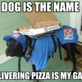 delivery dog