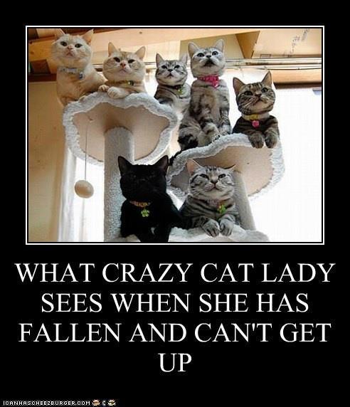Crazy cat lady - meme