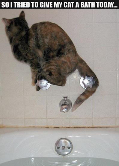 Cat bath - meme