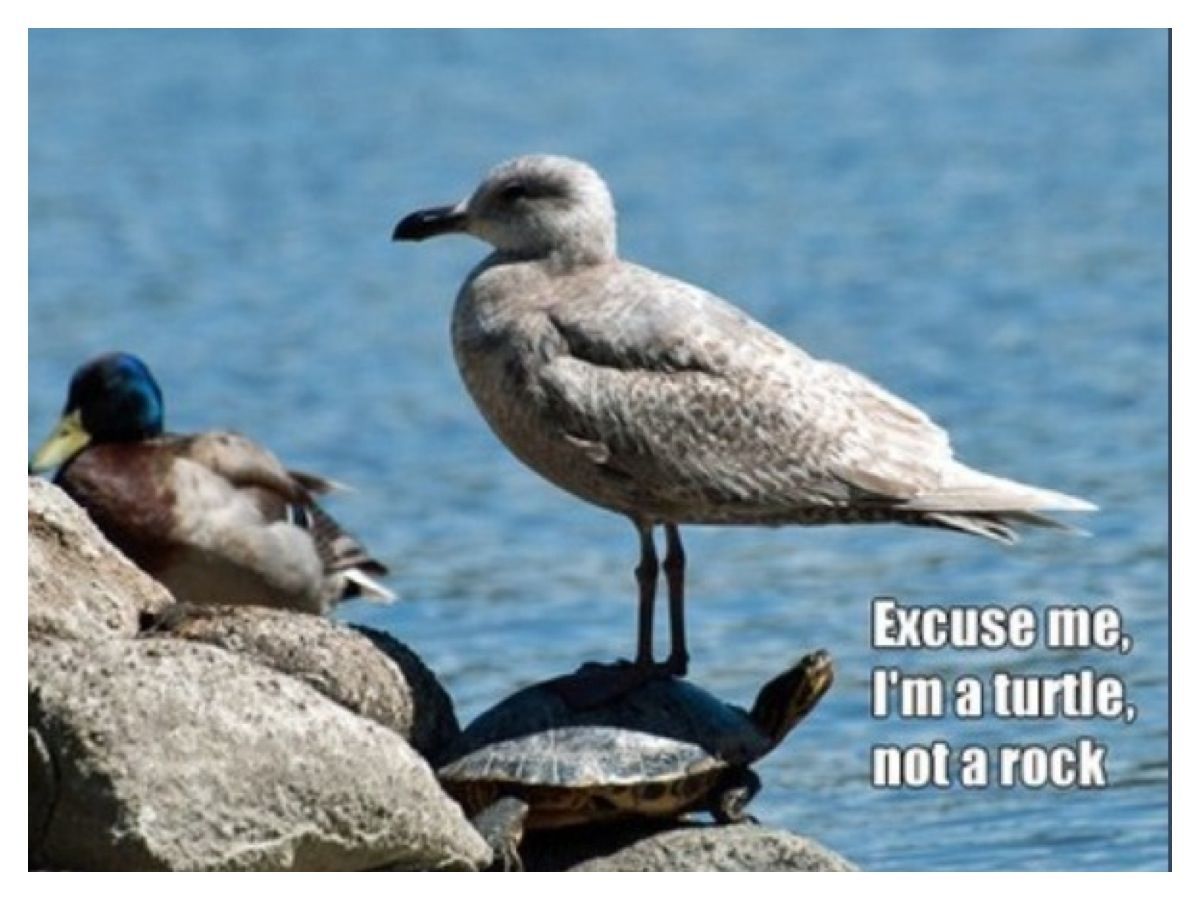 Asshole seagull - meme
