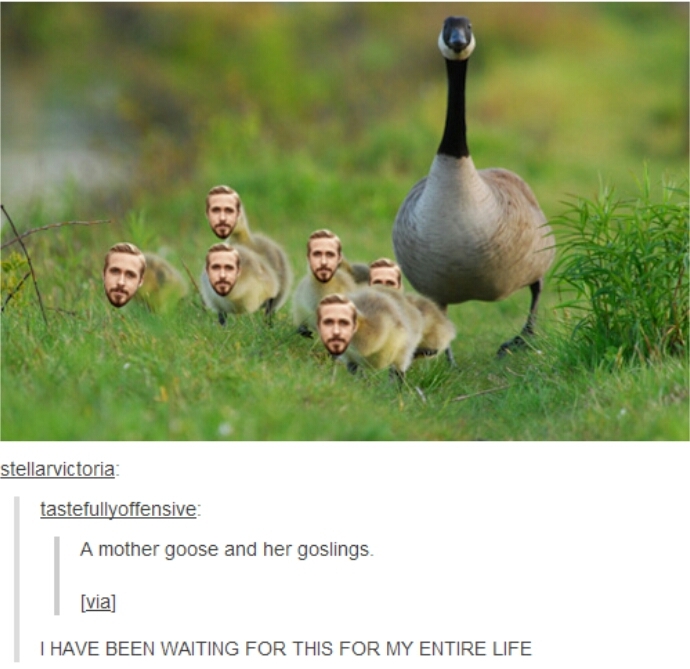 gosling - meme