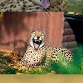 Cheetah lols