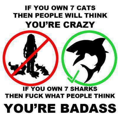 Title has 7 sharks. He feeds 7 cats to each shark 3 times a day. How many cats does title go through - meme