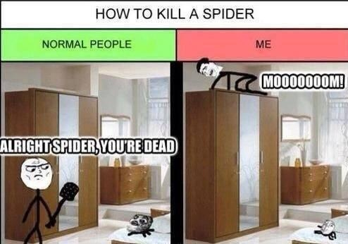 Spider - meme