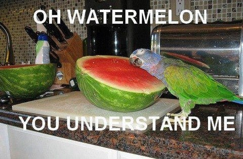 First comment gets watermelon - meme