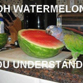 First comment gets watermelon