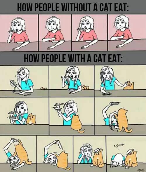 eating with a cat - meme