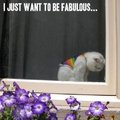 I feel fabulous