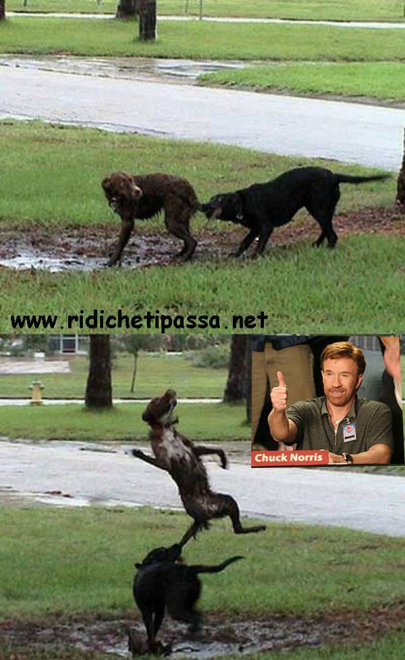 Chuck norris approved - meme